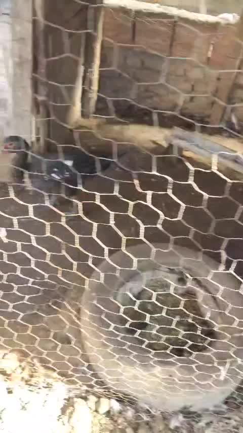 اردک نیمچه دم تخم سالم سرحال|حیوانات مزرعه|بهشهر, |دیوار