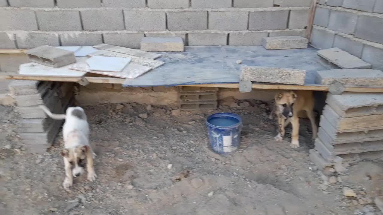 ۲ تا توله نر خراسانی|سگ|شیروان (خراسان), |دیوار