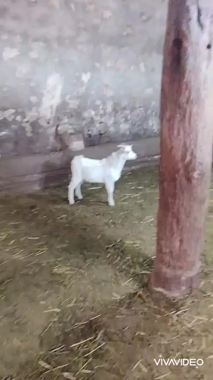 بز سانن|حیوانات مزرعه|اردبیل, |دیوار