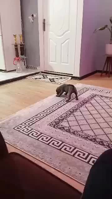 توله کن کورسو بلو|سگ|شهریار, شهریار|دیوار