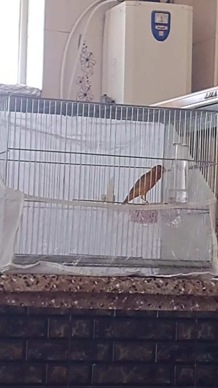 قناری .جفت فنچ نرگسی|پرنده|شیراز, تندگویان|دیوار