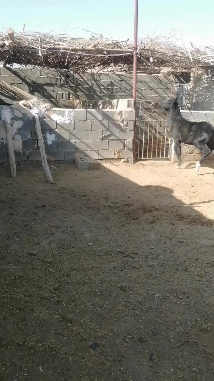 کره نریون دره شوری|اسب و تجهیزات اسب‌سواری|مهریز, |دیوار