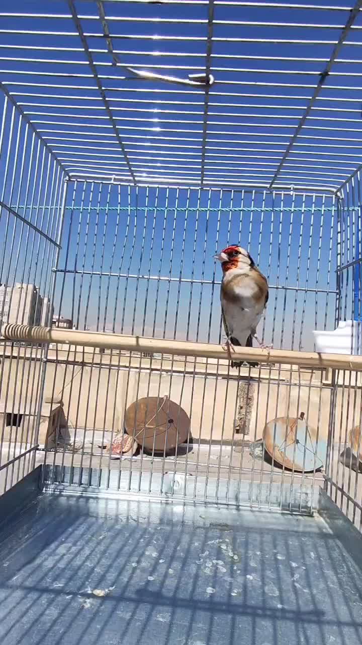 سهره|پرنده|شهر ری, ملک‌آباد|دیوار