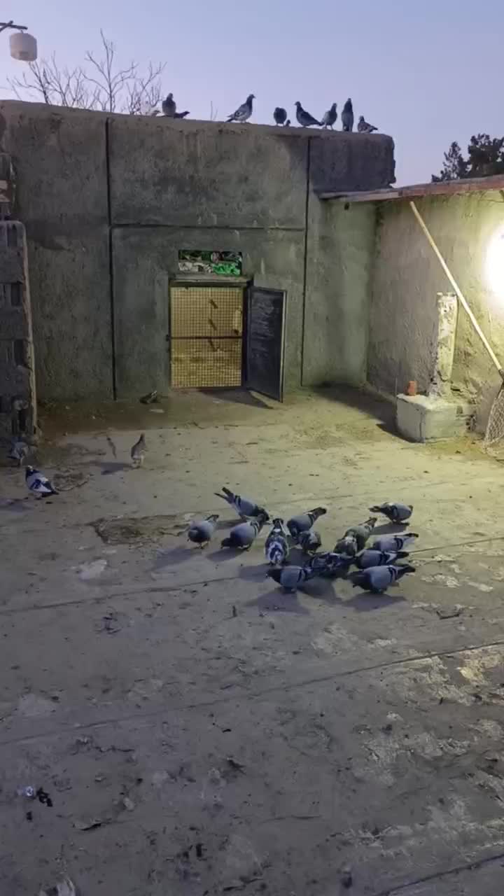 کفتر کهنه|پرنده|مشهد, خواجه ربیع|دیوار