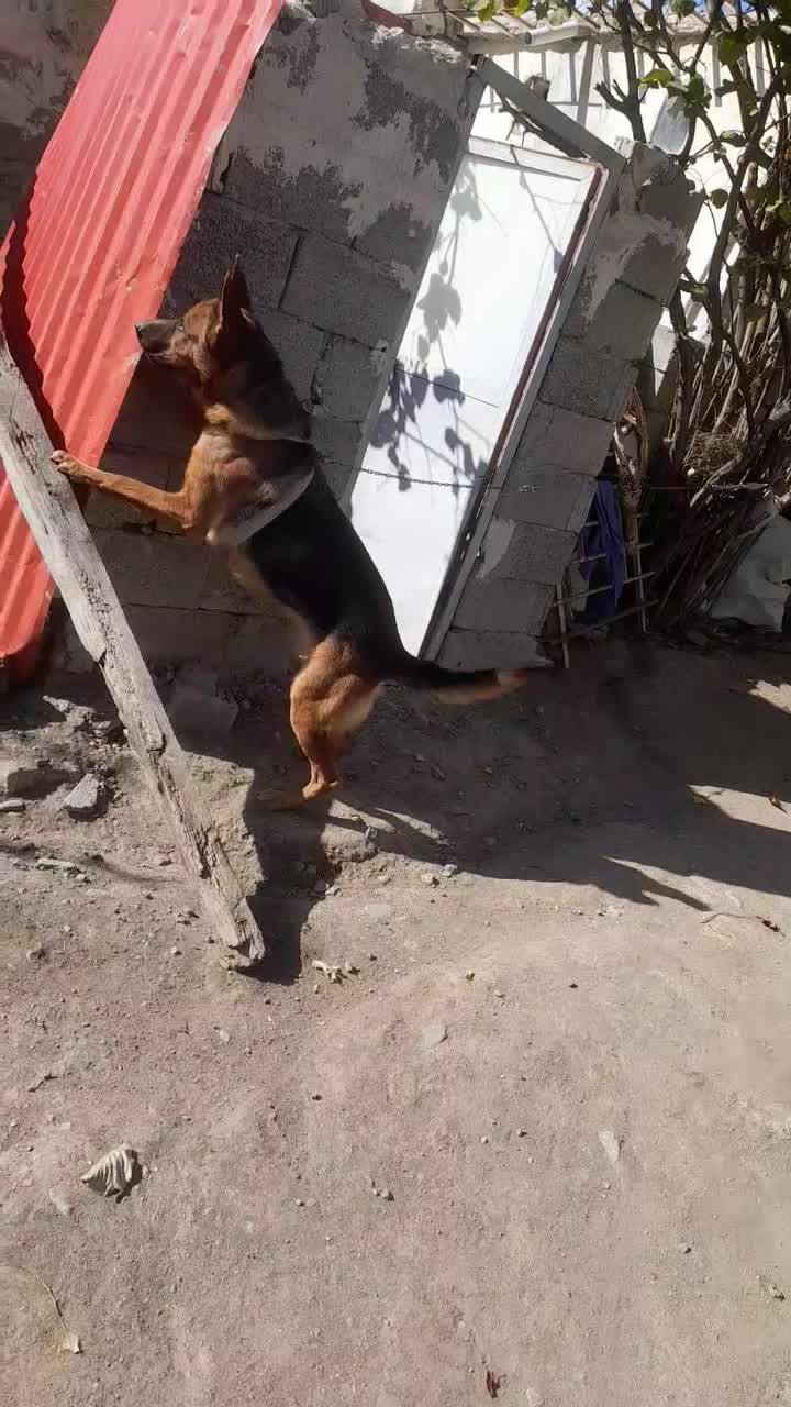 سگ ژرمن ۲ ساله|سگ|اردبیل, |دیوار