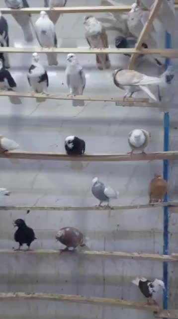 کبوتر طوق شازده پیس|پرنده|تهران, جوادیه تهرانپارس|دیوار