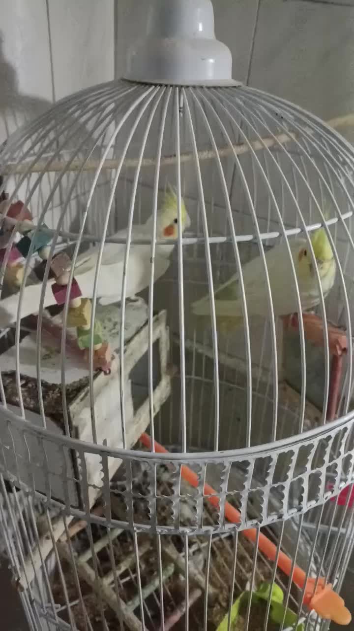 دو عدد عروس هلندی و مرغ عشق|پرنده|خواف, |دیوار