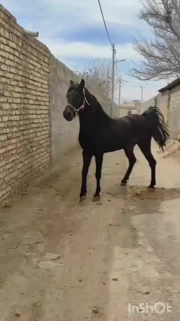 اسب|اسب و تجهیزات اسب‌سواری|داران, |دیوار