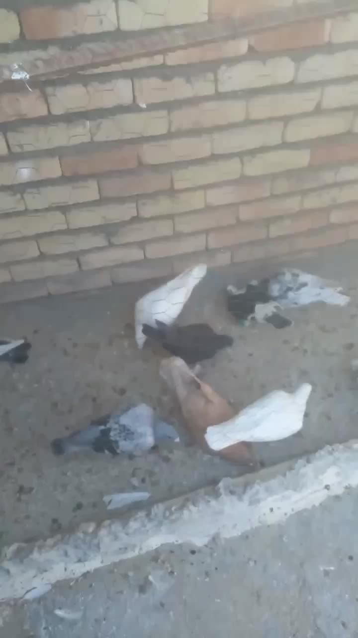 کبوتر|پرنده|چناران, |دیوار