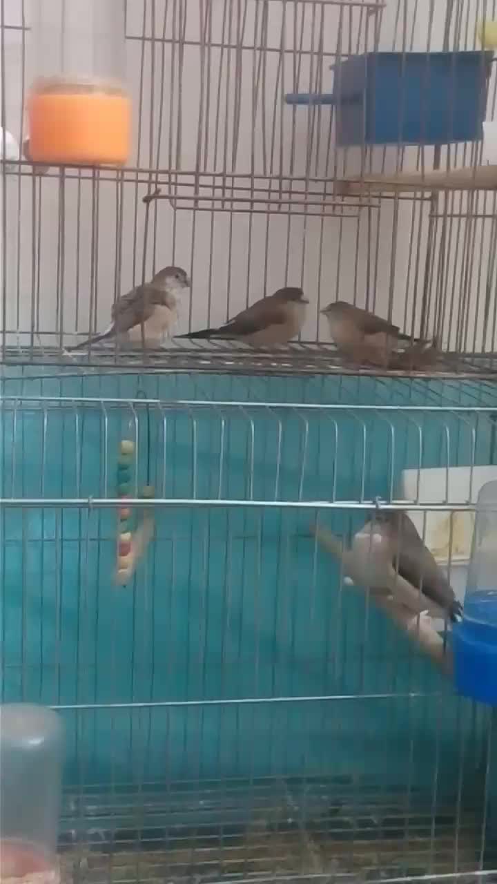 فنچ نوک نقره ای|پرنده|تهران, ستارخان|دیوار