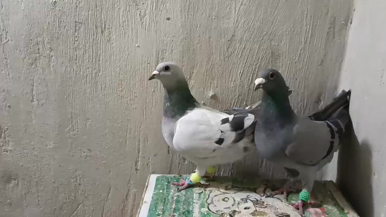 المانی|پرنده|سده (خراسان جنوبی), |دیوار