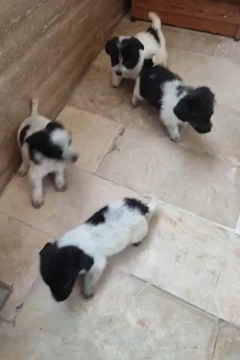 سگ...یک عدد توله پاکوتاه|سگ|مشهد, هفت تیر (نه دره)|دیوار