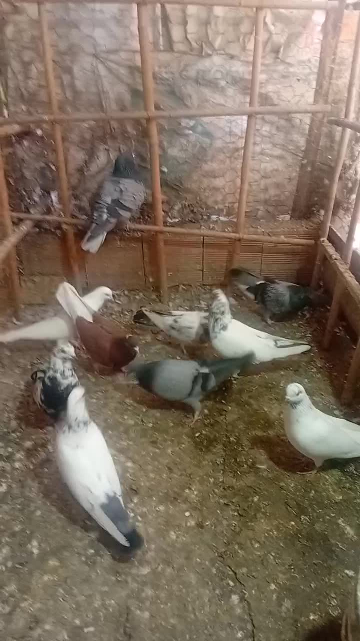 کبوتر‌های ساعت سنگین|پرنده|قائم‌شهر, |دیوار