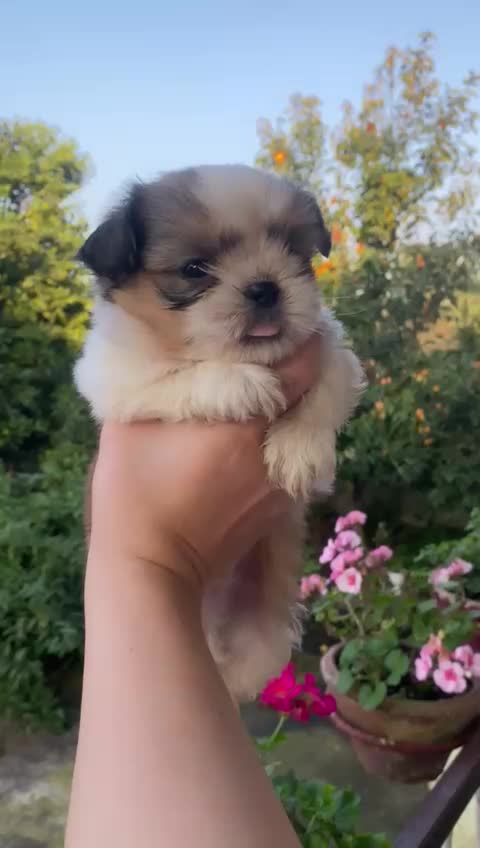 شیتزو سوپرفلت تری کالر|سگ|اردبیل, |دیوار