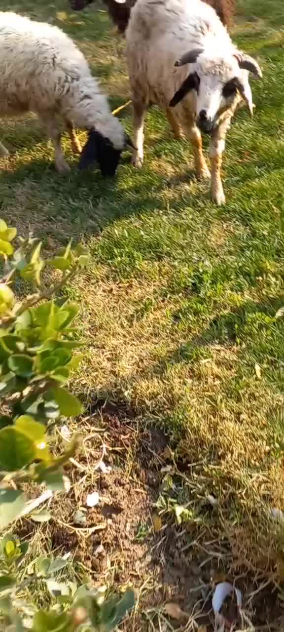 بره نروماده و بزغاله ماده|حیوانات مزرعه|تبریز, |دیوار