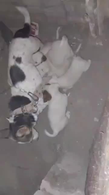 فروش توله سگ پاکوتاه|سگ|قم, سالاریه|دیوار