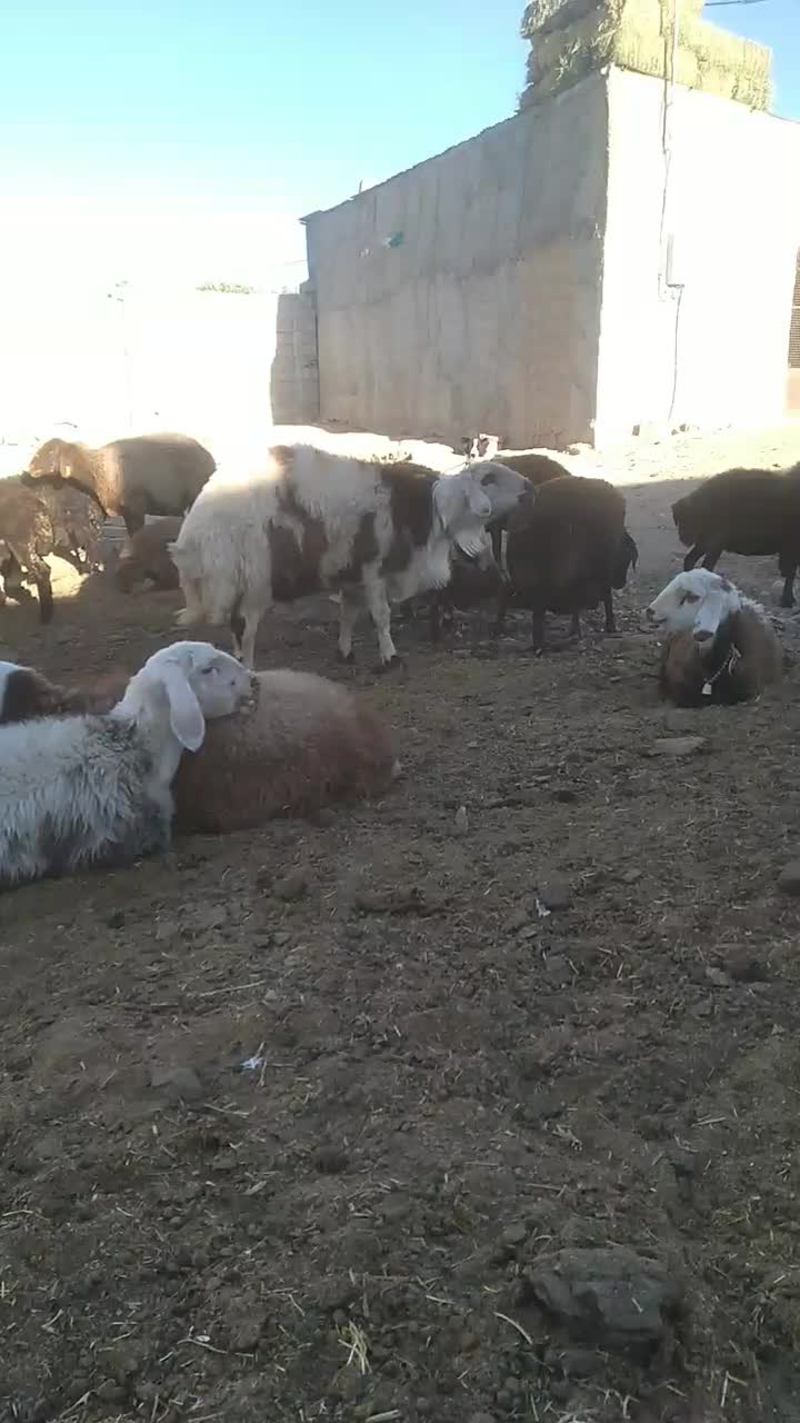 قوچ افشار پلنگی|حیوانات مزرعه|رزن, |دیوار