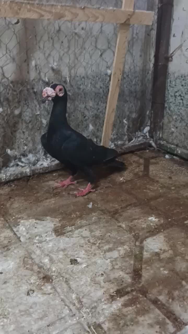 کاریر نر|پرنده|مشهد, خرمشهر|دیوار