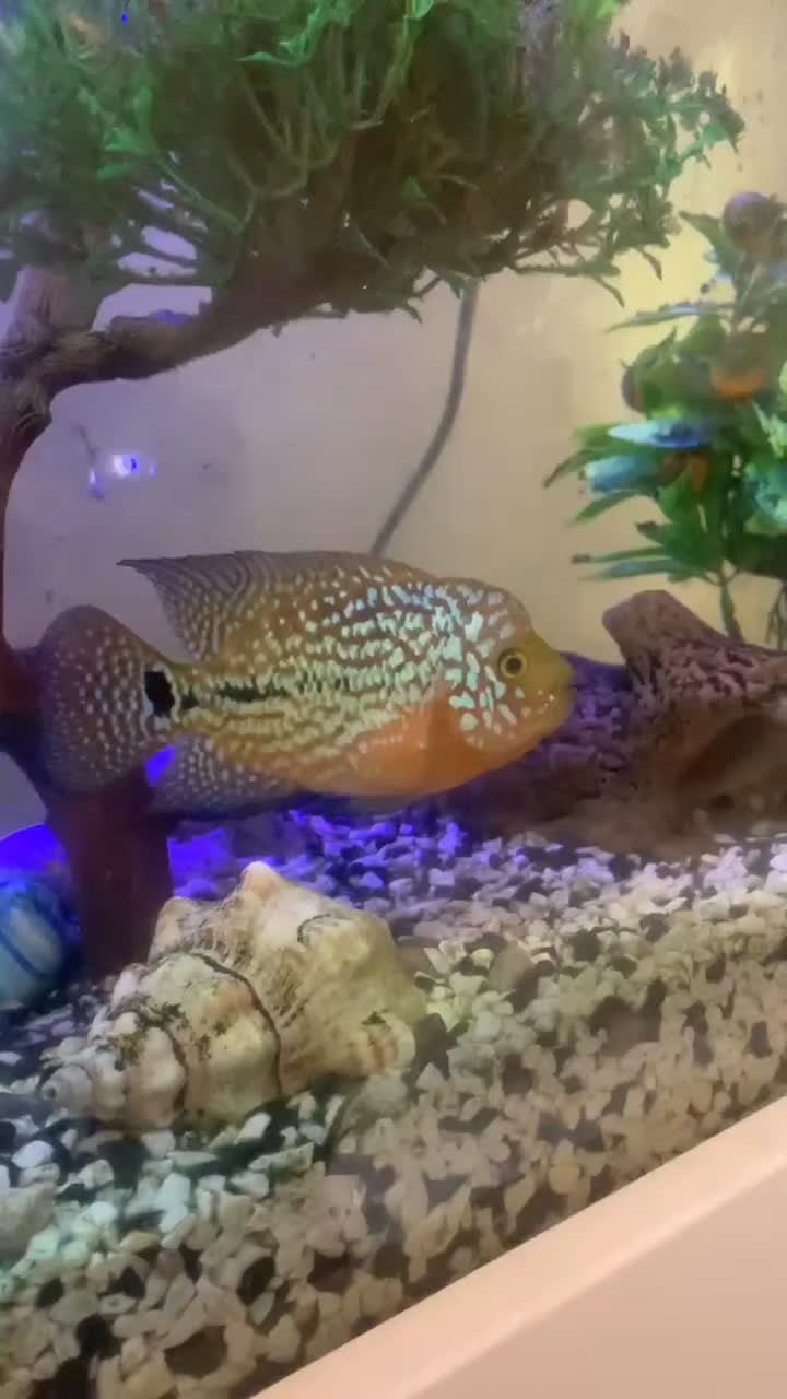 فلاور کامفا مولتی کالر|ماهی|تهران, جیحون|دیوار