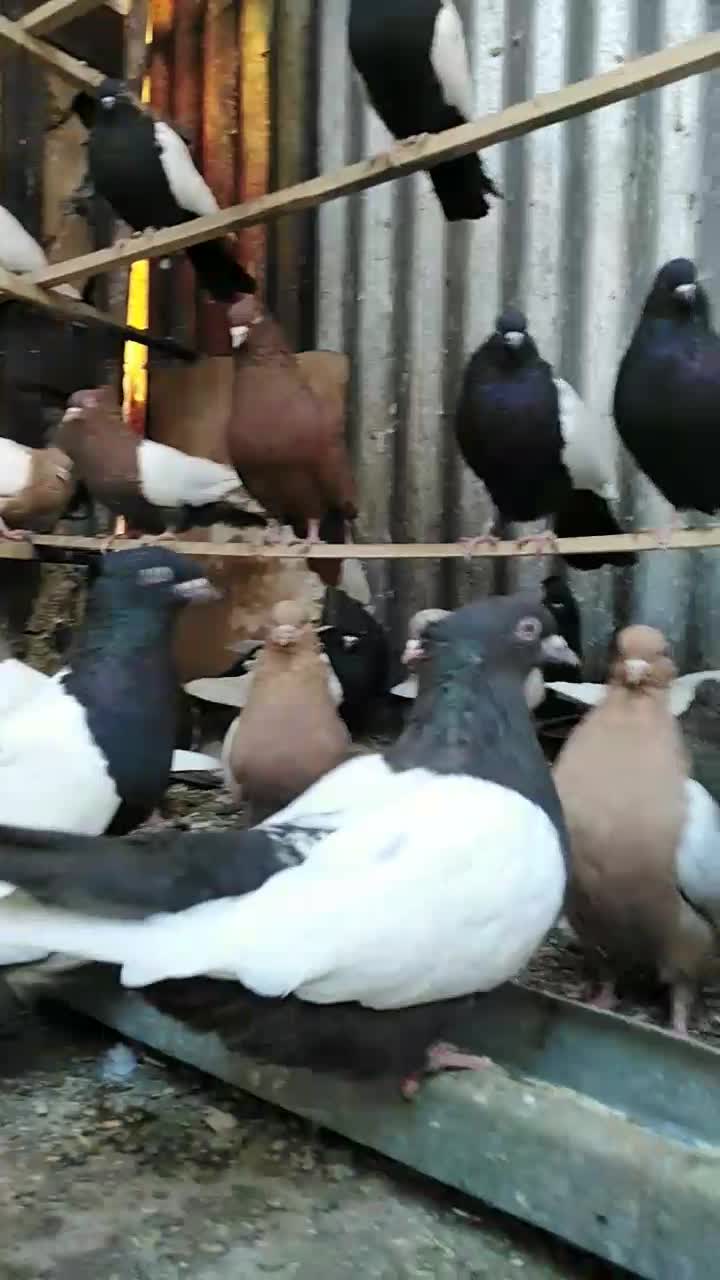 کبوتر رنگی|پرنده|بیستون, |دیوار