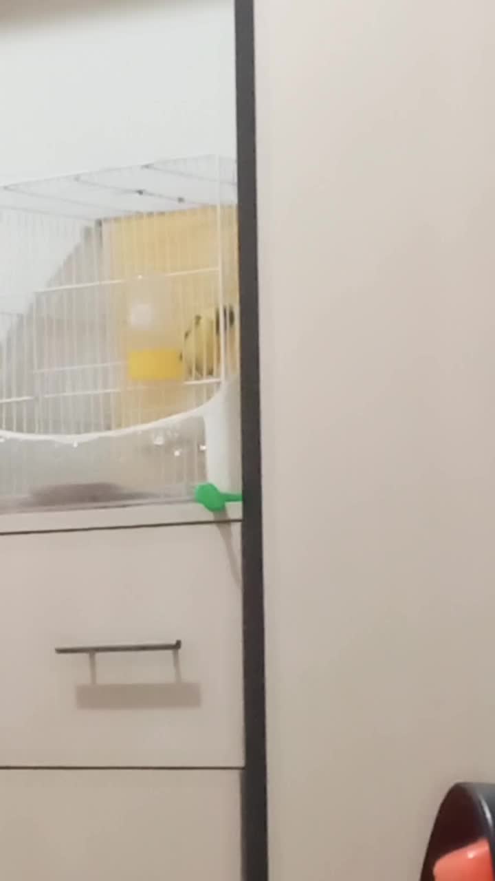 قناری کرست ابلغ زرد کشیده نر|پرنده|مشهد, پروین اعتصامی|دیوار