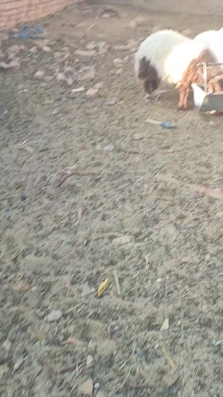 بره بز گوسفند چپش بزغاله میش شیشک گاو گوساله|حیوانات مزرعه|اصفهان, آزادان|دیوار