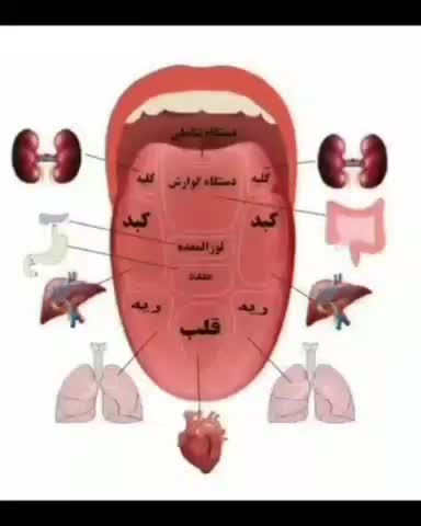 سونوگرافی و تشخیص بیماری های شما از روی زبان|خدمات آرایشگری و زیبایی|مشهد, رضاشهر|دیوار