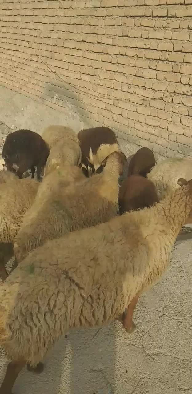 گوسفند میش بره|حیوانات مزرعه|سنندج, |دیوار