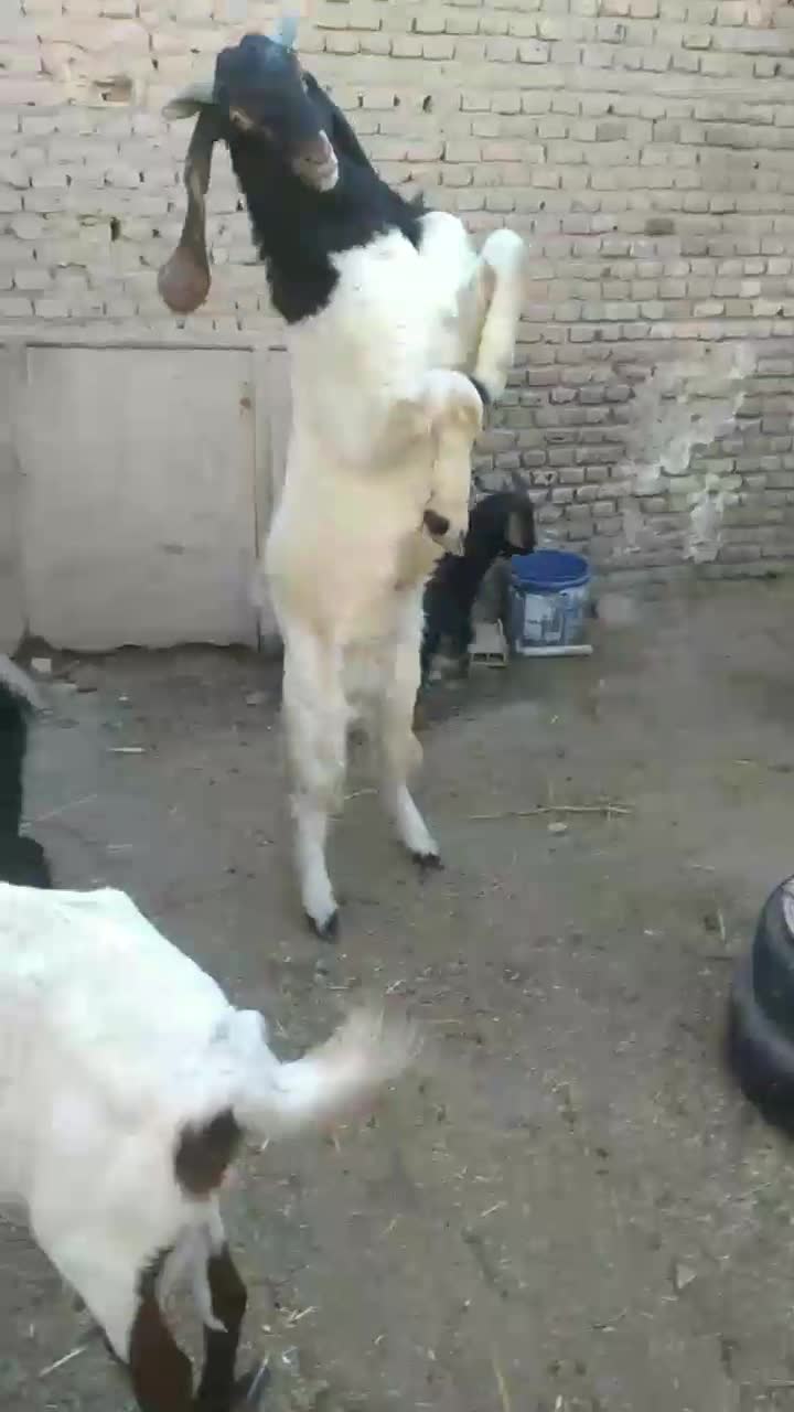 نربز پاکستانی ۶۴۶۲طوطیی ۵۷۱دودندان۰۹۳۳|حیوانات مزرعه|سبزوار, میدان بار|دیوار