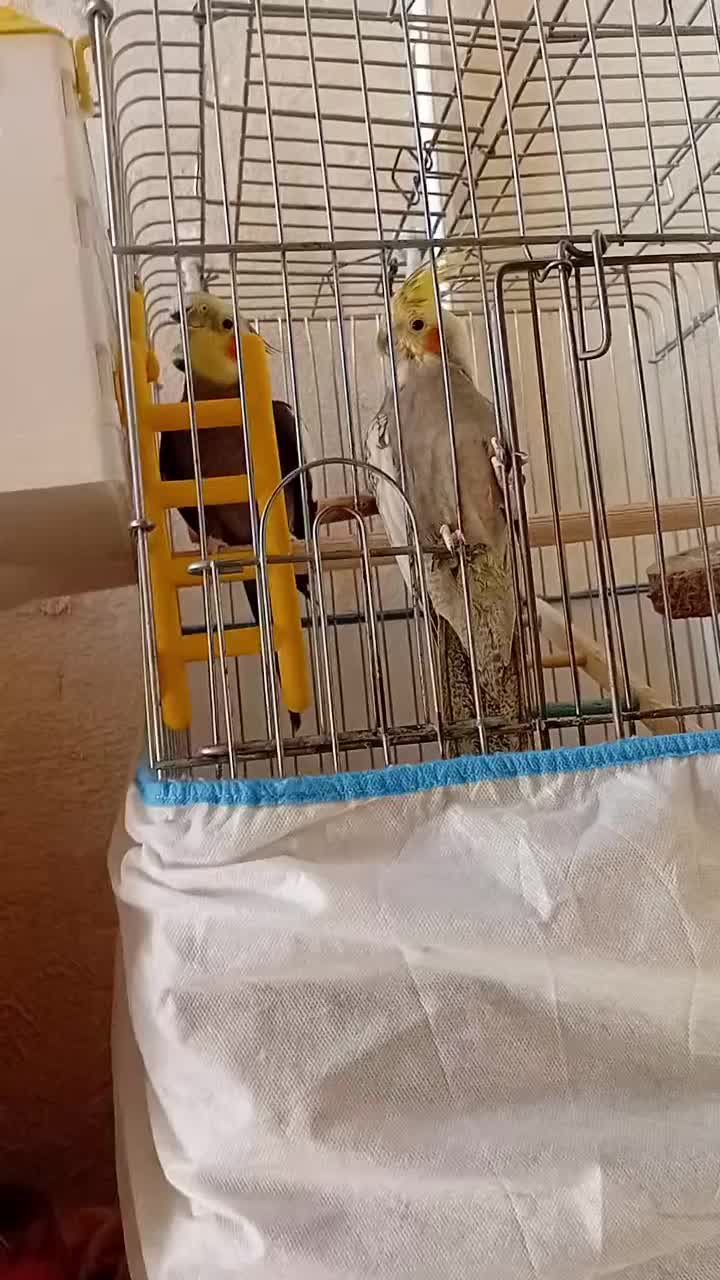 عروس هلندی سخنگو|پرنده|جوانرود, |دیوار