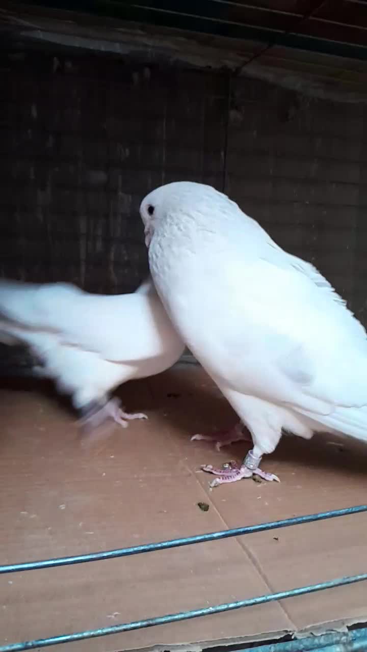 کبوتردونسته پرش سنگین به شرط وباضمانت تضمین صددرصد|پرنده|ری, شهید بهشتی|دیوار