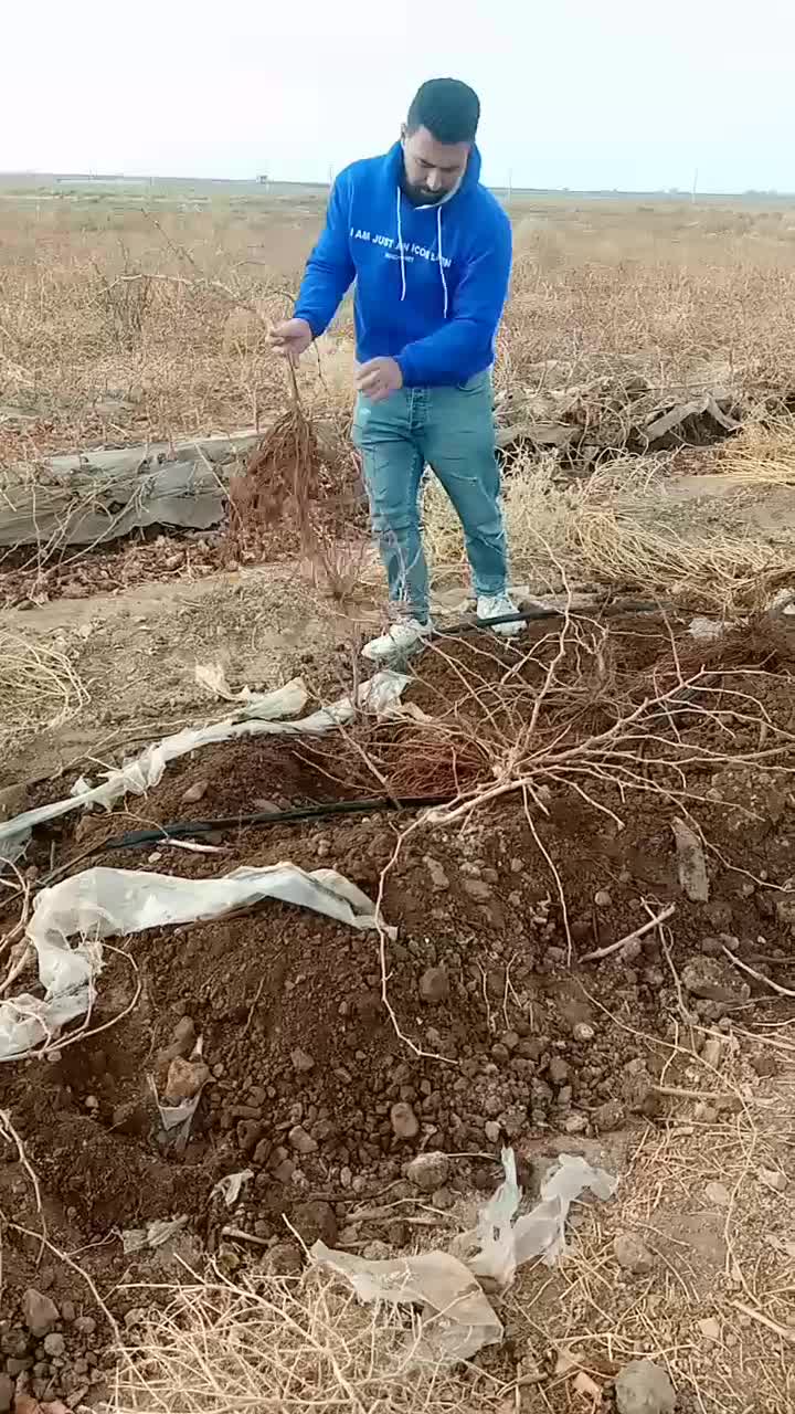 نهال انگور با کیفیت عالی|خدمات باغبانی و درختکاری|تاکستان, |دیوار