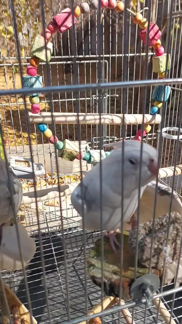 عروس هلندی|پرنده|شیراز, دودمان|دیوار