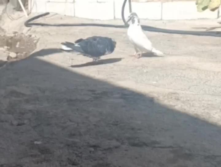 کبوتر|پرنده|کوهدشت, |دیوار