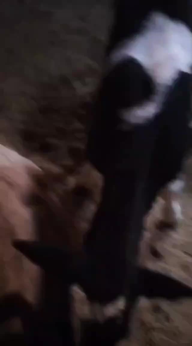 گوساله خونگی|حیوانات مزرعه|قائن, |دیوار