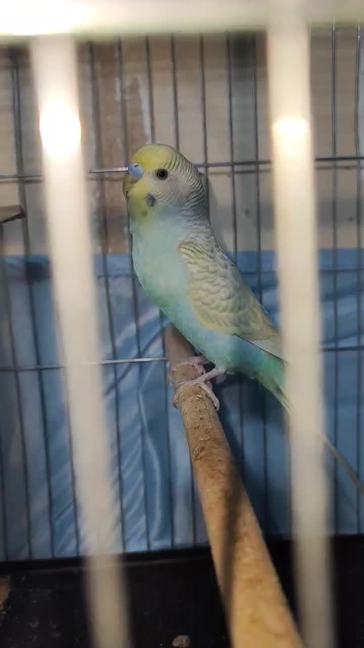 ۲ جفت مرغ عشق مولد رنگ خاص روی تخم با قفس و لوازم|پرنده|اسلام‌شهر, شهرک مصطفی خمینی|دیوار