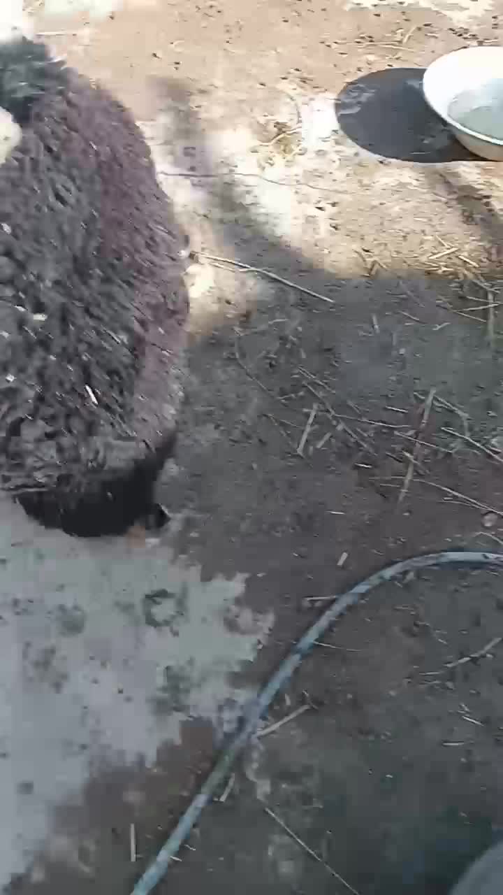 پنج راس بره مادیه قره قزل و قره چال|حیوانات مزرعه|حلب, |دیوار