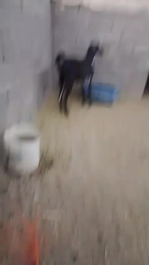 یه بزبربری بزرگ بادوتابزغاله نرماده|حیوانات مزرعه|پسکوه, |دیوار