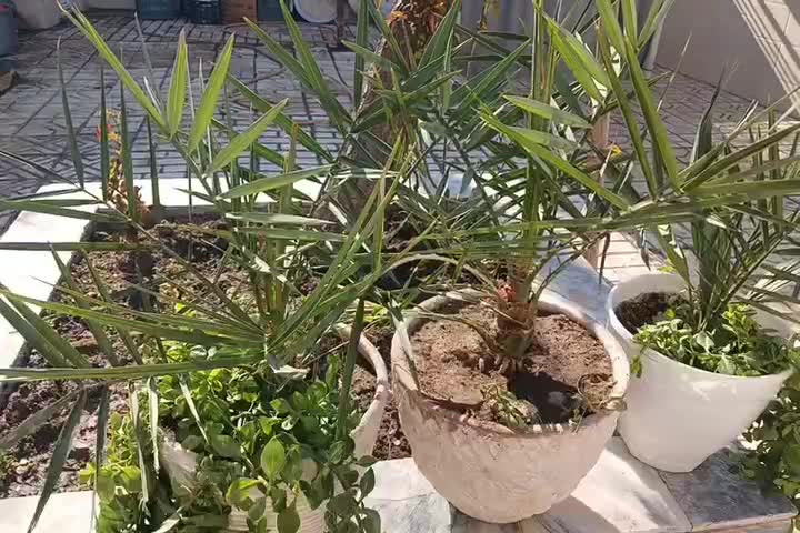 نخل خرما|گل و گیاه طبیعی|مشهد, شهرک مهر آباد|دیوار