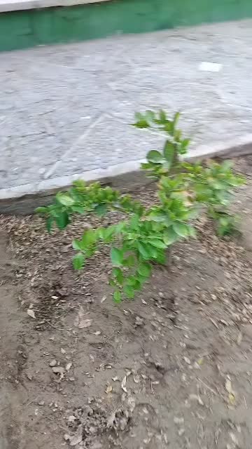 تغذیه اصولی کشت و کار و باغات|خدمات باغبانی و درختکاری|کاشان, لتحر|دیوار