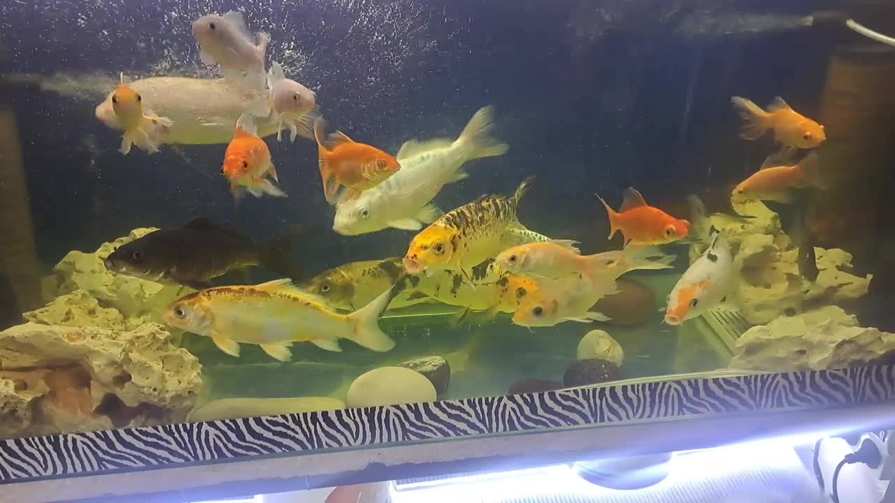 فروش انواع ماهی خانگی|ماهی|اصفهان, مسجد مصلی|دیوار