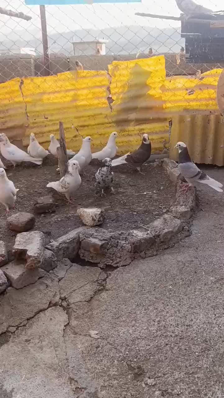 فروش سرجمم|پرنده|سردشت, |دیوار