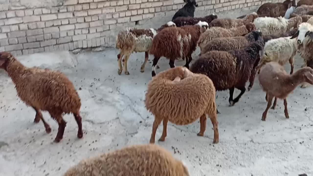 سی راس بره نر و ماده|حیوانات مزرعه|کرمانشاه, |دیوار