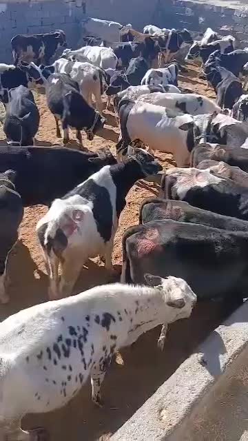 گوساله فروشی زاهدان زابل|حیوانات مزرعه|ساربوک, |دیوار