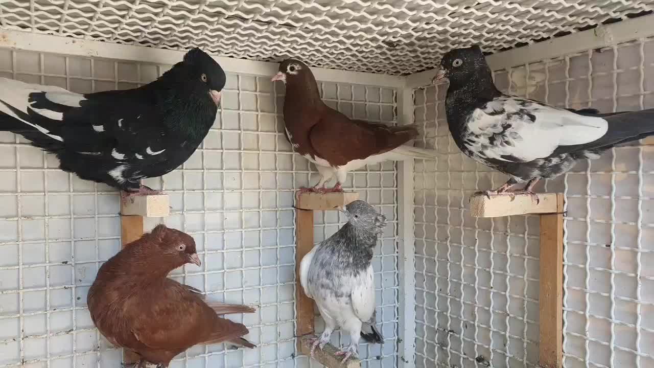 کبوتر|پرنده|شیراز, تحویلی|دیوار