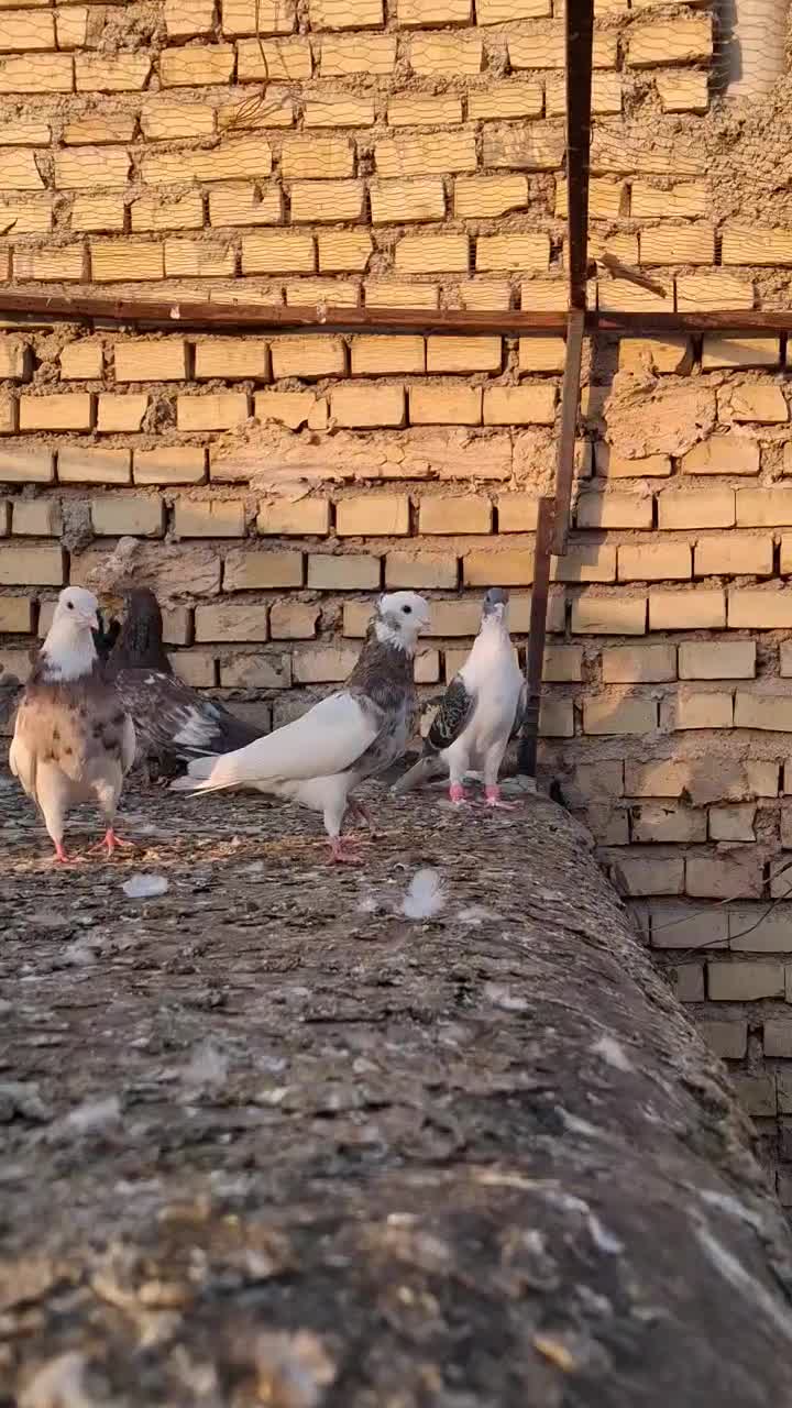 رنگی کفتر|پرنده|یزد, |دیوار