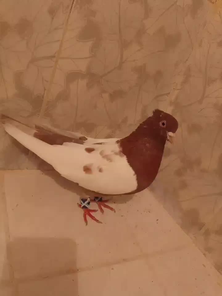 کبوتر قرمزی کوینح و کله ماستی اویناخ|پرنده|مراغه, |دیوار