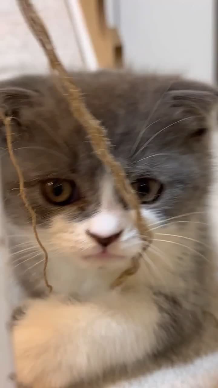 گربه اسکاتیش رگدال|گربه|اصفهان, مهدی آباد|دیوار