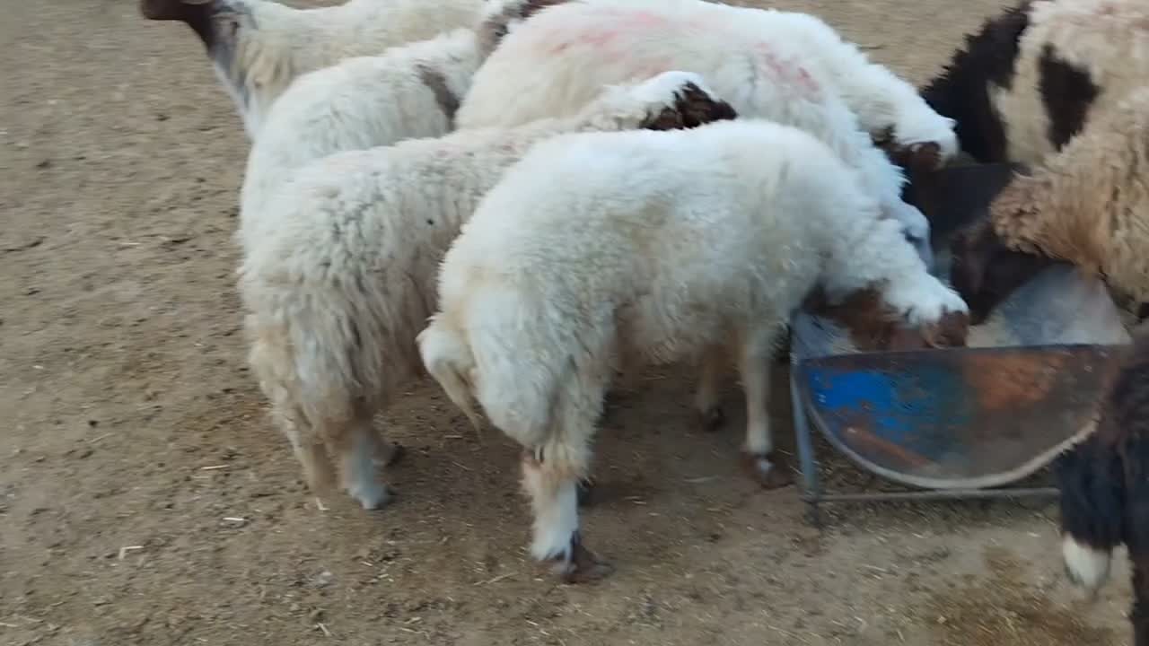 فروش بره پرواری|حیوانات مزرعه|دره شهر, |دیوار