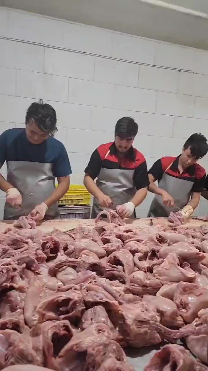 فروش عمده مرغ و قطعات سمین قیمت رقابتی|عمده‌فروشی|تهران, شمیران‌نو|دیوار